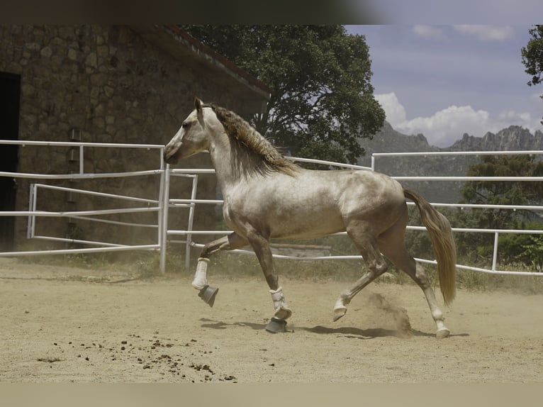 PRE Mix Hengst 4 Jaar 164 cm Pearl in La Cabrera