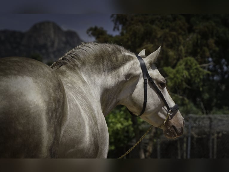 PRE Mix Hengst 4 Jaar 164 cm Pearl in La Cabrera