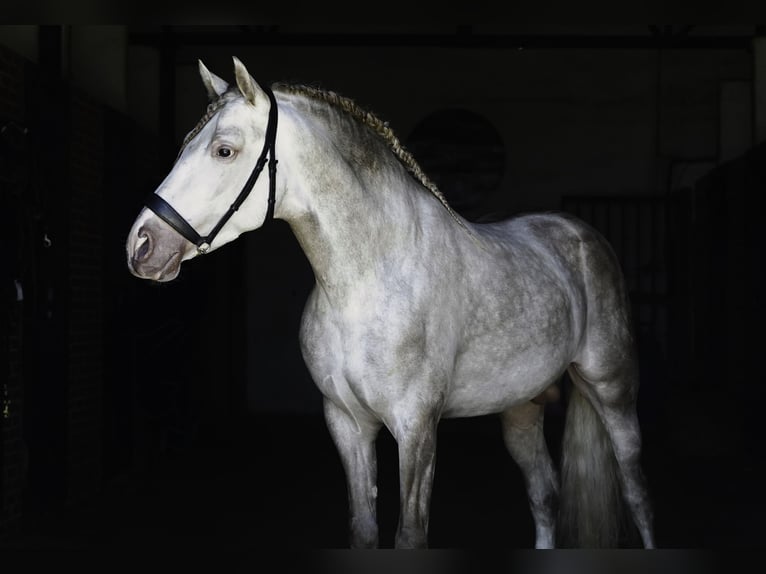 PRE Mix Hengst 4 Jaar 164 cm Pearl in La Cabrera