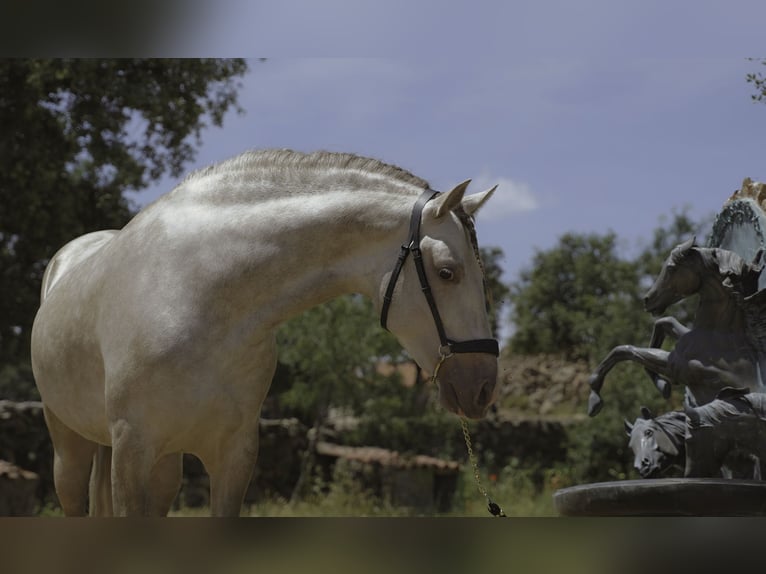 PRE Mix Hengst 4 Jaar 164 cm Pearl in La Cabrera