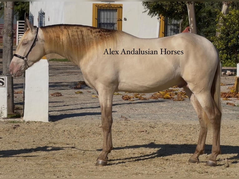 PRE Mix Hengst 4 Jaar 164 cm Perlino in Sevilla