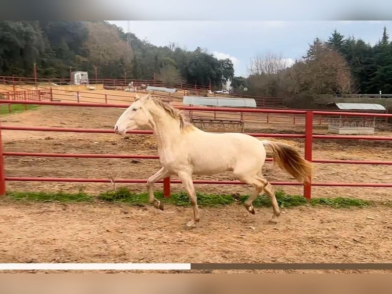 PRE Hengst 4 Jaar 164 cm Perlino in Galaroza (HUELVA)