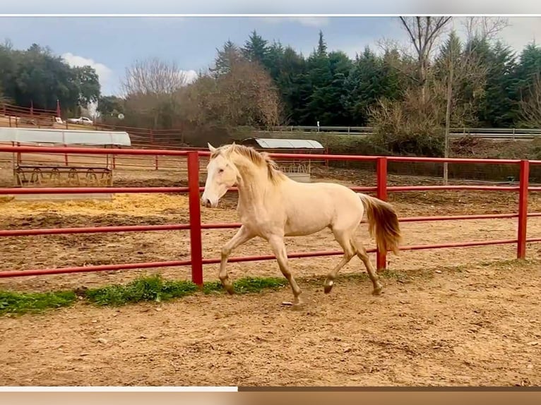 PRE Hengst 4 Jaar 164 cm Perlino in Galaroza (HUELVA)