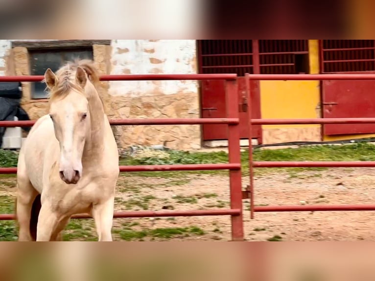 PRE Hengst 4 Jaar 164 cm Perlino in Galaroza (HUELVA)