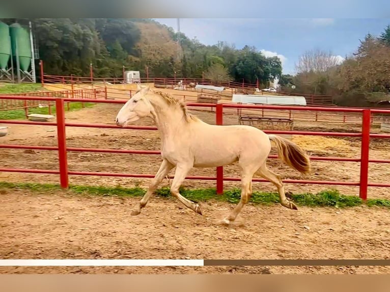 PRE Hengst 4 Jaar 164 cm Perlino in Galaroza (HUELVA)