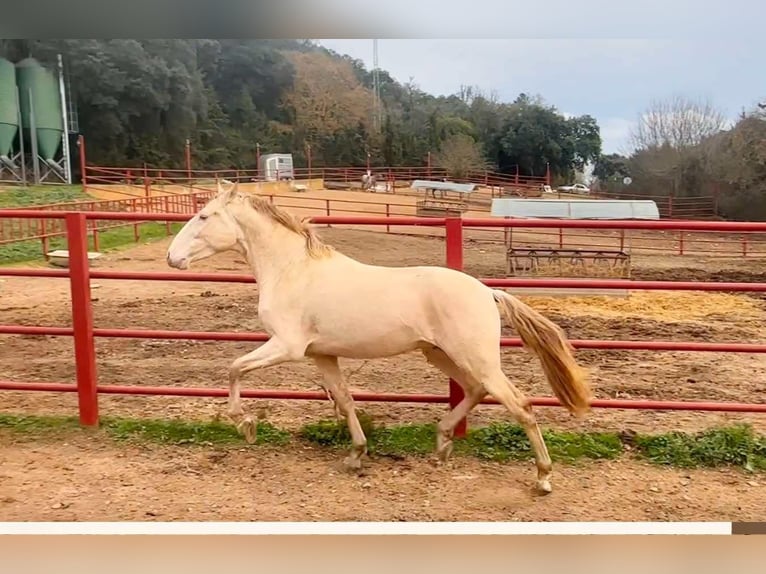 PRE Hengst 4 Jaar 164 cm Perlino in Galaroza (HUELVA)