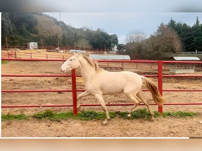 PRE Hengst 4 Jaar 164 cm Perlino in Galaroza (HUELVA)