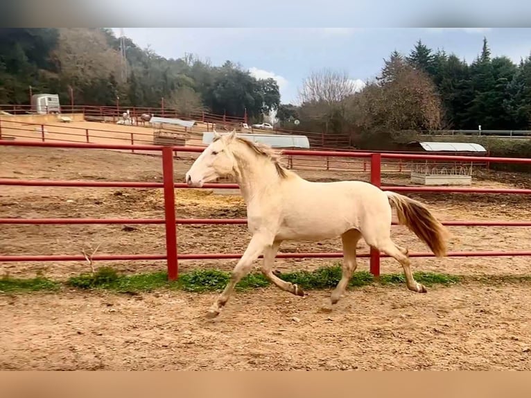 PRE Hengst 4 Jaar 164 cm Perlino in Galaroza (HUELVA)