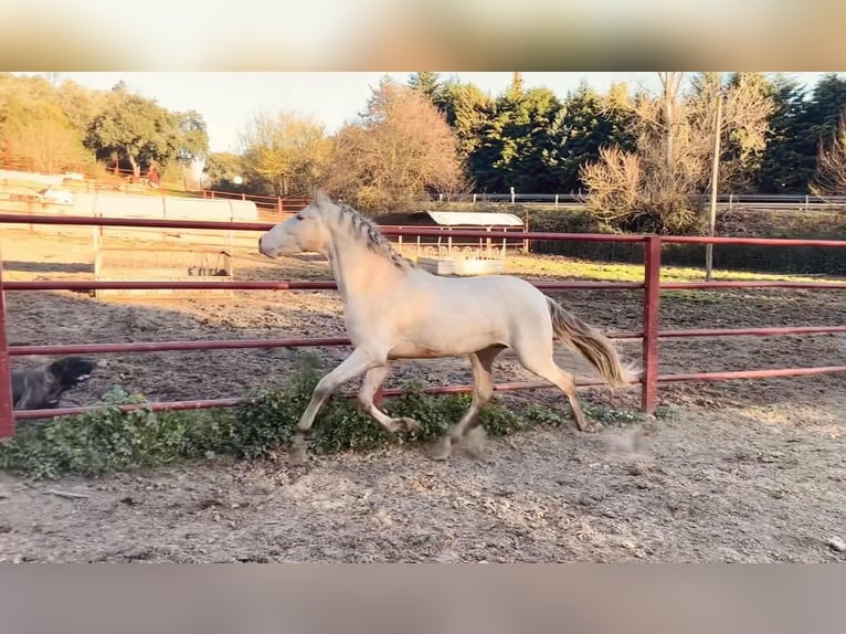 PRE Hengst 4 Jaar 164 cm Perlino in Galaroza (HUELVA)