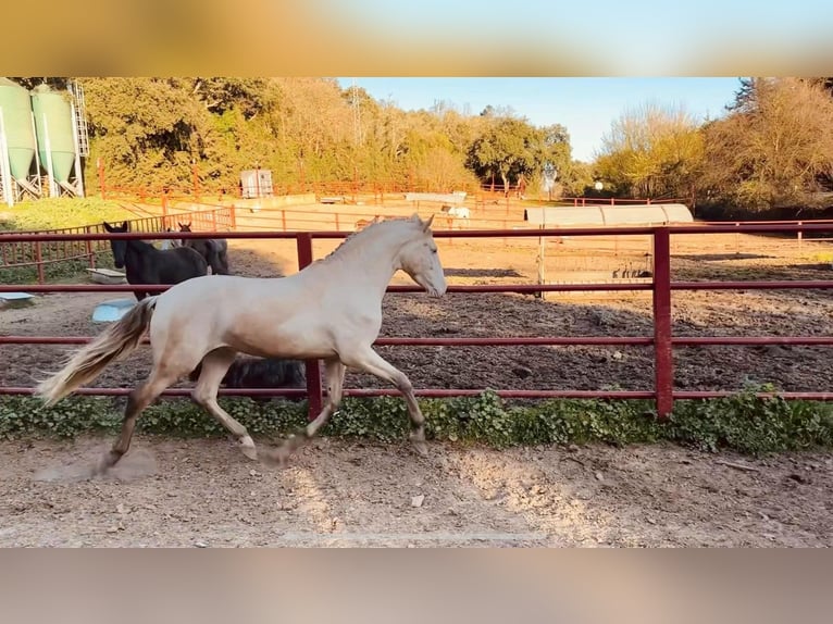 PRE Hengst 4 Jaar 164 cm Perlino in Galaroza (HUELVA)