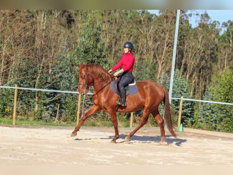 PRE Hengst 4 Jaar 164 cm Roodvos in Santa Maria (San Claudio)