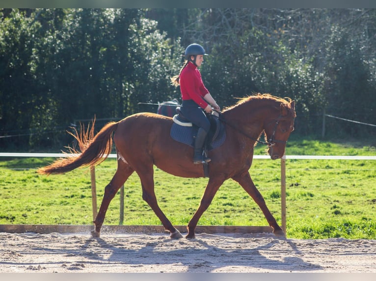 PRE Hengst 4 Jaar 164 cm Roodvos in Santa Maria (San Claudio)