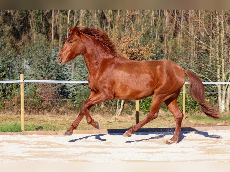 PRE Hengst 4 Jaar 164 cm Roodvos in Santa Maria (San Claudio)