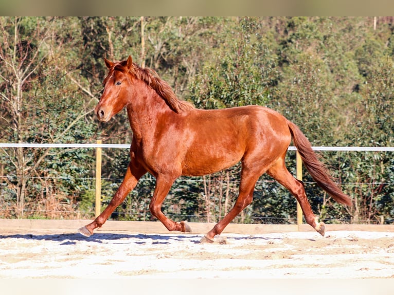 PRE Hengst 4 Jaar 164 cm Roodvos in Santa Maria (San Claudio)