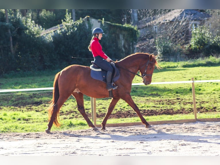 PRE Hengst 4 Jaar 164 cm Roodvos in Santa Maria (San Claudio)