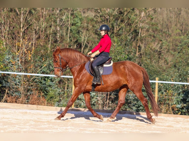 PRE Hengst 4 Jaar 164 cm Roodvos in Santa Maria (San Claudio)