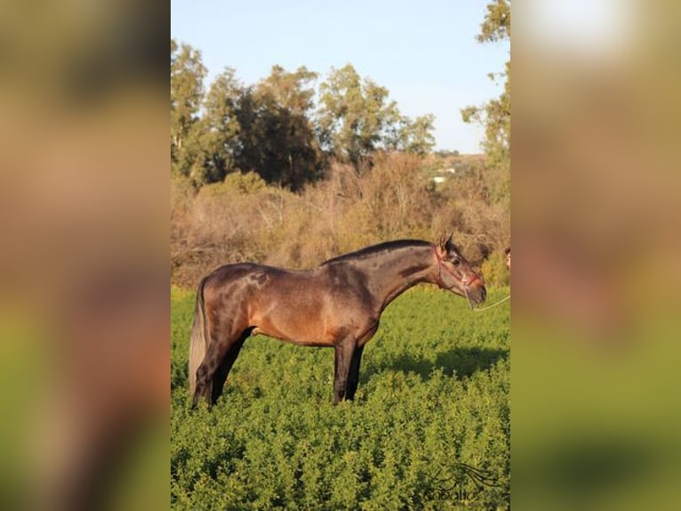 PRE Hengst 4 Jaar 164 cm Schimmel in Merida