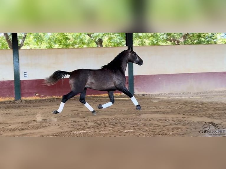 PRE Hengst 4 Jaar 164 cm Schimmel in Merida