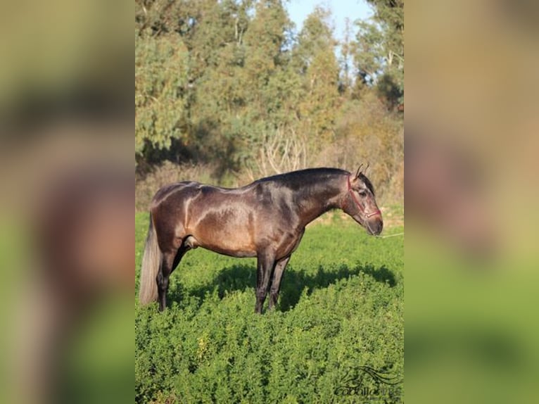 PRE Hengst 4 Jaar 164 cm Schimmel in Merida