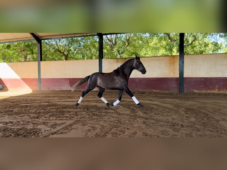 PRE Hengst 4 Jaar 164 cm Schimmel in Merida