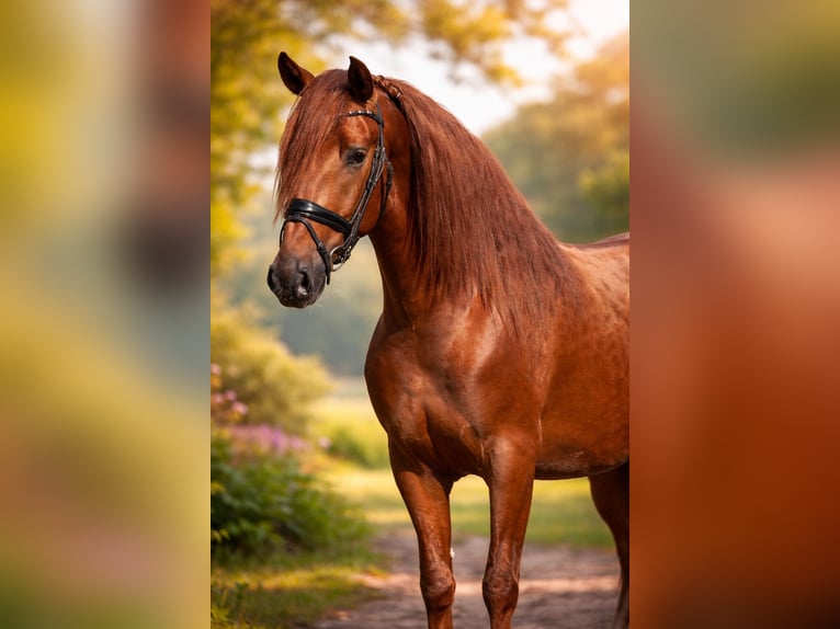 PRE Hengst 4 Jaar 164 cm Vos in Grebenhain