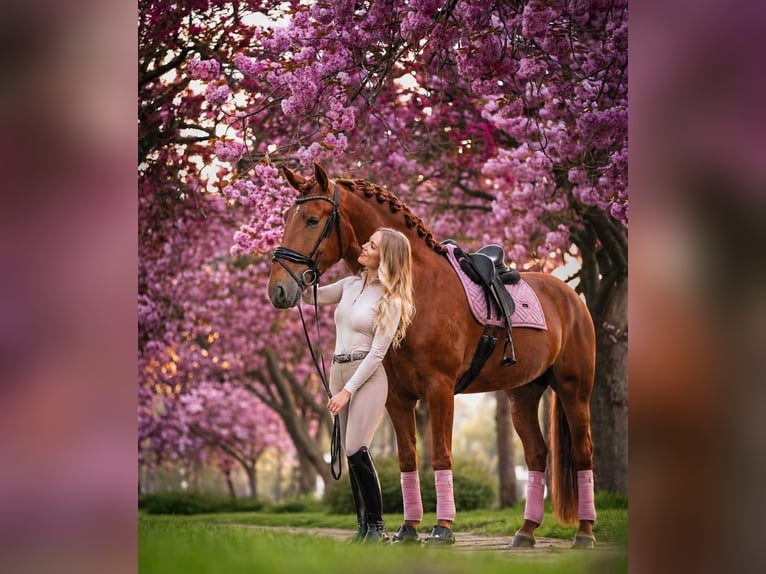 PRE Hengst 4 Jaar 164 cm Vos in Grebenhain