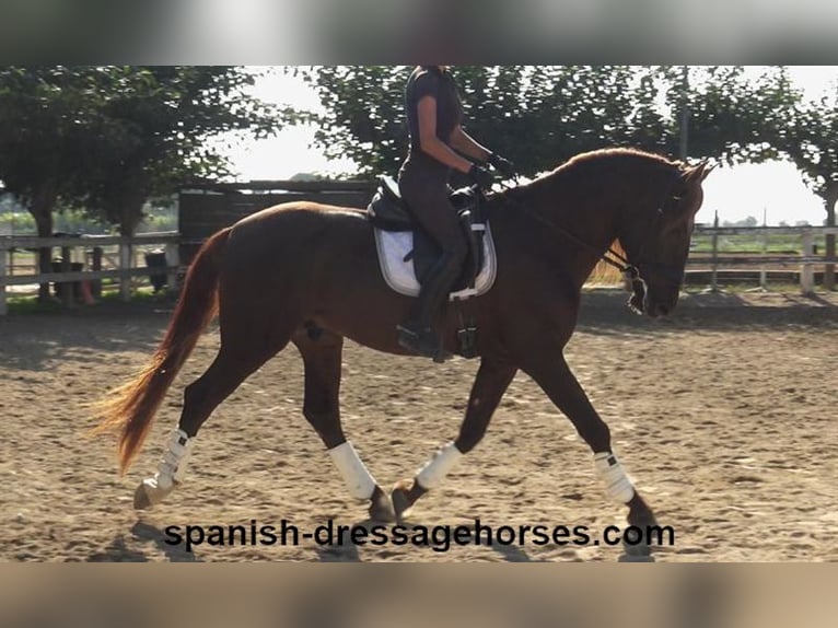 PRE Hengst 4 Jaar 164 cm Vos in Barcelona