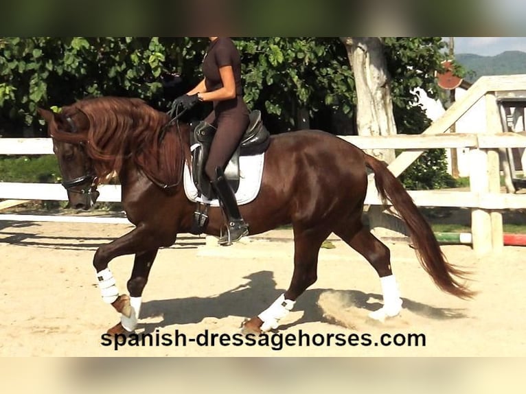 PRE Hengst 4 Jaar 164 cm Vos in Barcelona