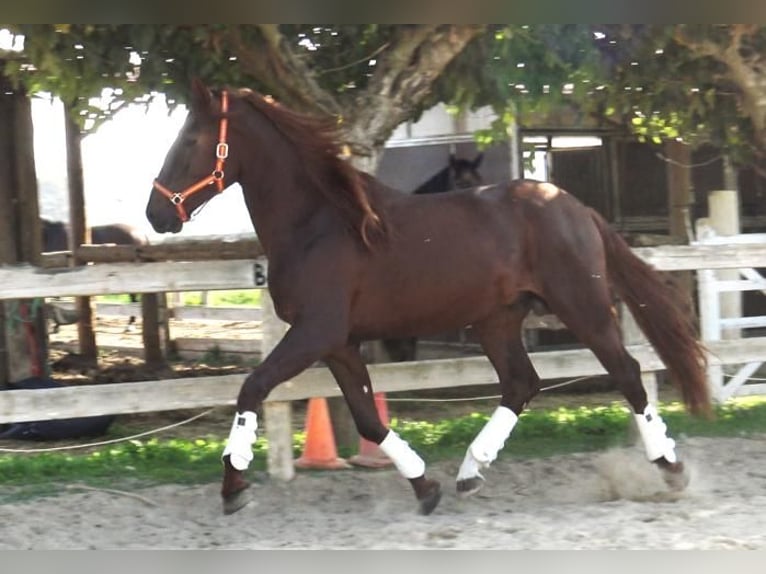 PRE Hengst 4 Jaar 164 cm Vos in Barcelona