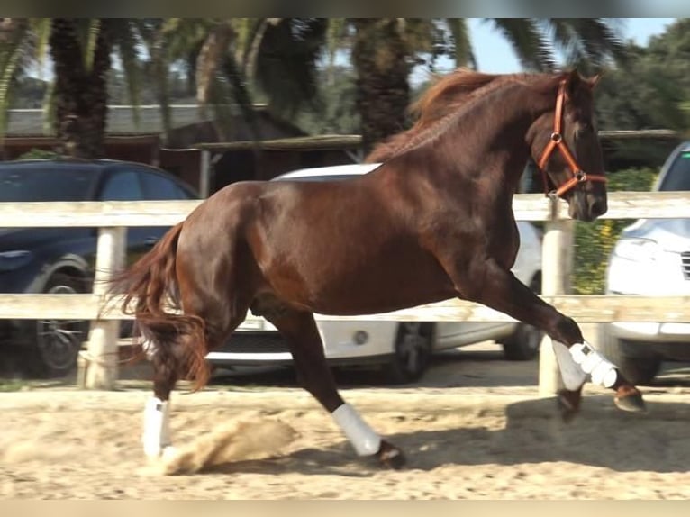 PRE Hengst 4 Jaar 164 cm Vos in Barcelona