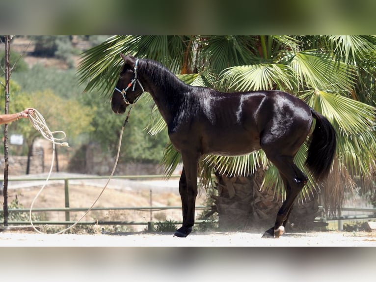 PRE Mix Hengst 4 Jaar 164 cm Zwart in NAVAS DEL MADRONO