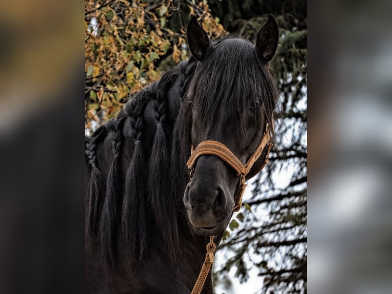 PRE Mix Hengst 4 Jaar 164 cm Zwart in Bötersen