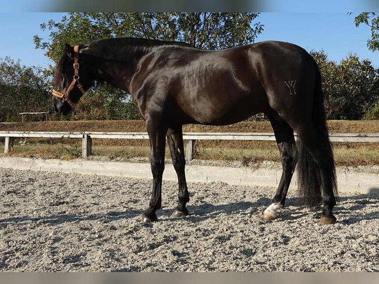 PRE Mix Hengst 4 Jaar 164 cm Zwart in Bötersen