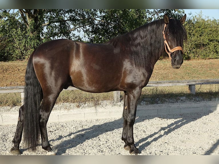 PRE Mix Hengst 4 Jaar 164 cm Zwart in Bötersen