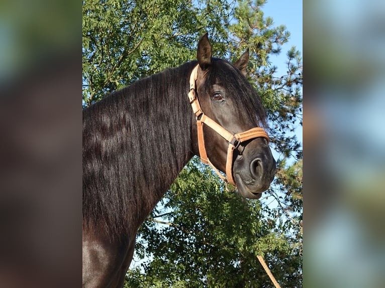 PRE Mix Hengst 4 Jaar 164 cm Zwart in Bötersen