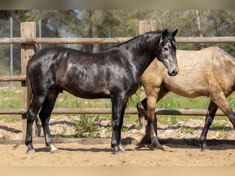 PRE Hengst 4 Jaar 164 cm Zwartschimmel in Kerben