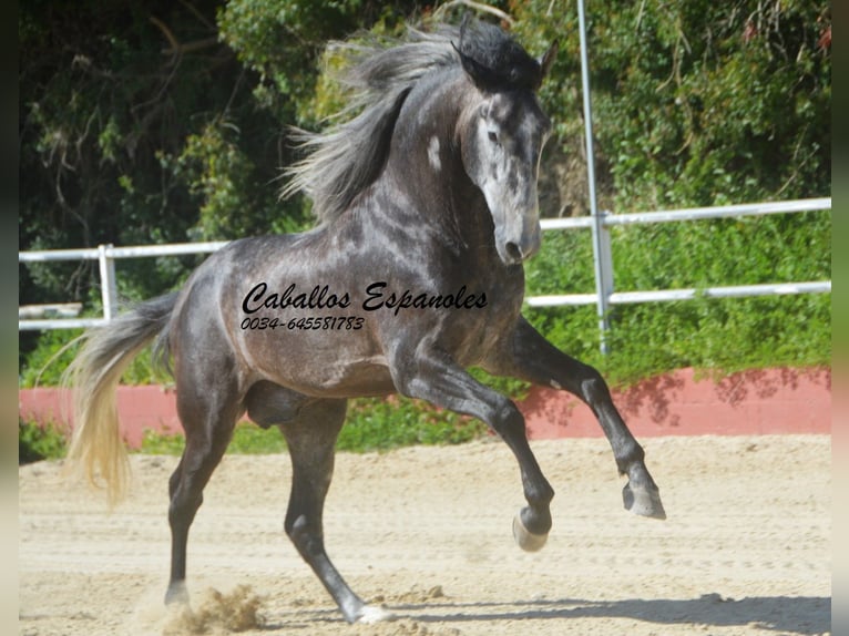 PRE Mix Hengst 4 Jaar 164 cm Zwartschimmel in Vejer de la Frontera
