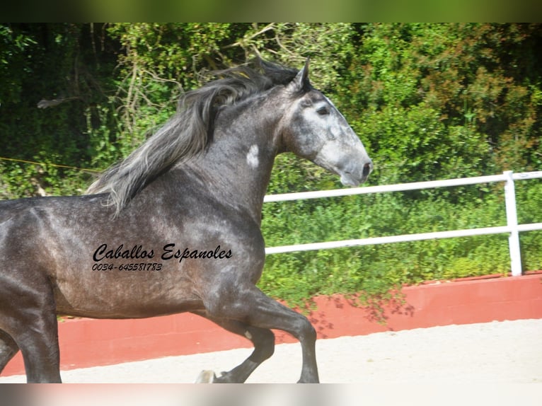 PRE Mix Hengst 4 Jaar 164 cm Zwartschimmel in Vejer de la Frontera