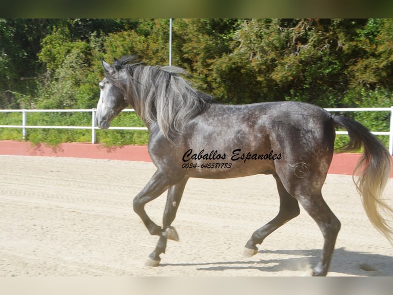 PRE Mix Hengst 4 Jaar 164 cm Zwartschimmel in Vejer de la Frontera