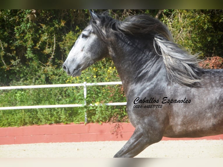 PRE Mix Hengst 4 Jaar 164 cm Zwartschimmel in Vejer de la Frontera