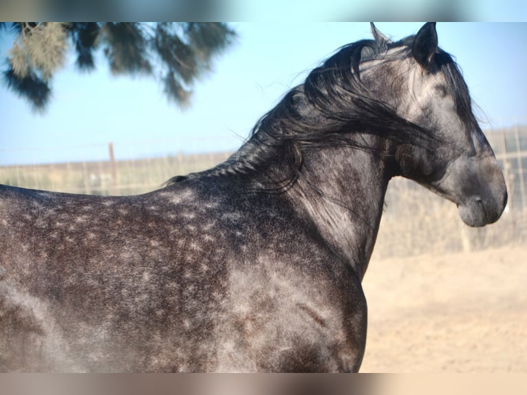 PRE Hengst 4 Jaar 165 cm Appelschimmel in Vejer de la Fronera