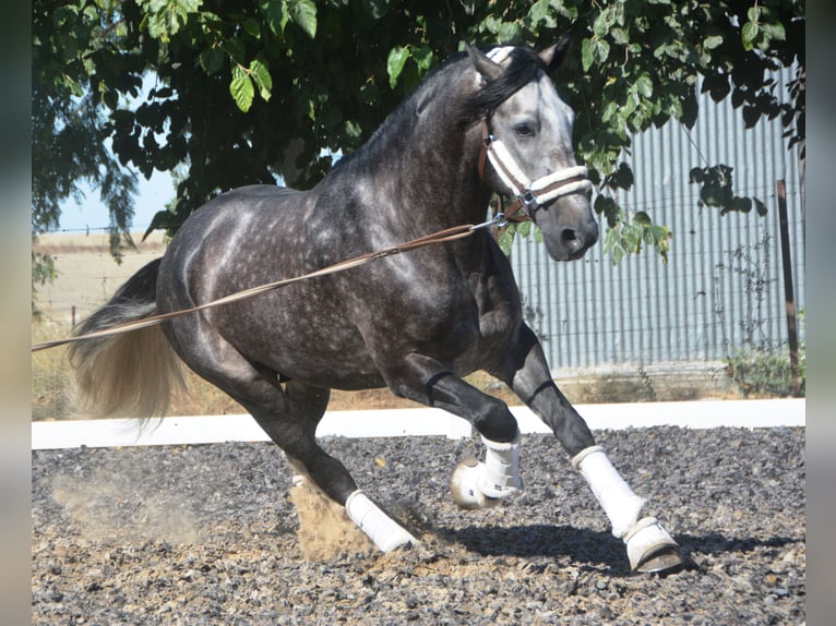 PRE Hengst 4 Jaar 165 cm Appelschimmel in Vejer de la Fronera