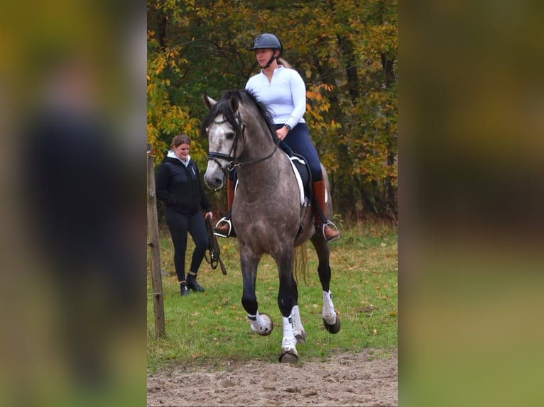 PRE Hengst 4 Jaar 165 cm Blauwschimmel in Bussum