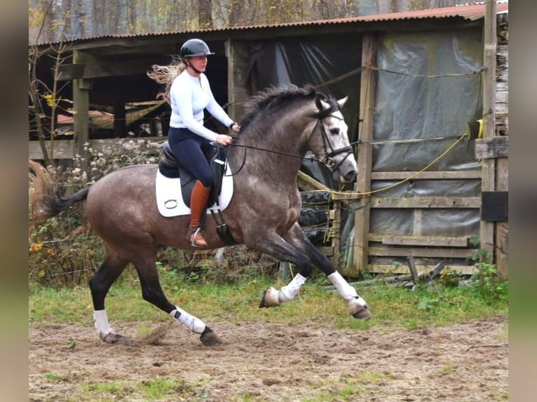 PRE Hengst 4 Jaar 165 cm Blauwschimmel in Bussum