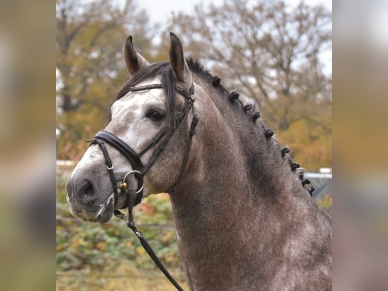 PRE Hengst 4 Jaar 165 cm Blauwschimmel in Bussum