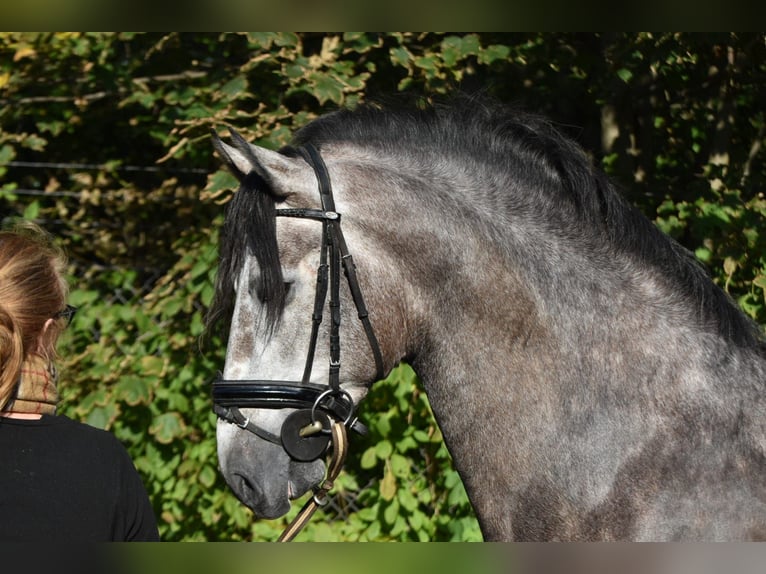 PRE Hengst 4 Jaar 165 cm Blauwschimmel in Bussum