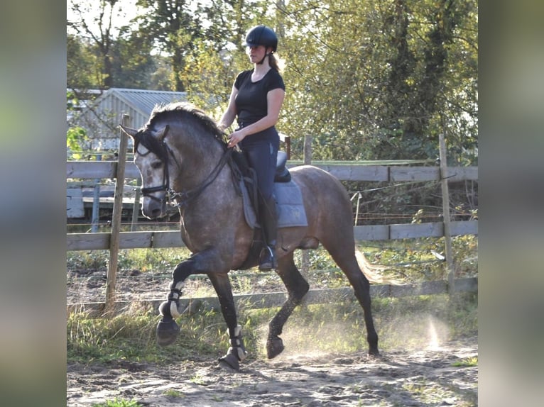 PRE Hengst 4 Jaar 165 cm Blauwschimmel in Bussum