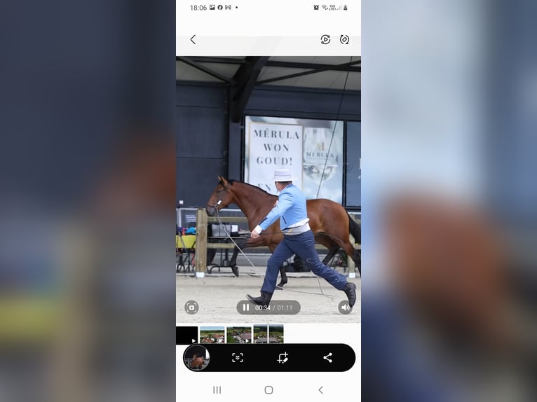 PRE Hengst 4 Jaar 165 cm Bruin in RANST