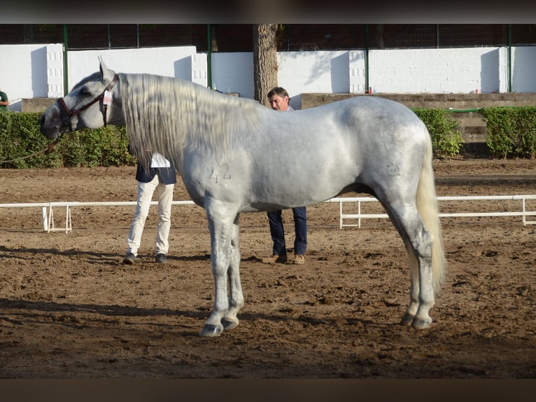 PRE Hengst 4 Jaar 165 cm Bruin in Caceres