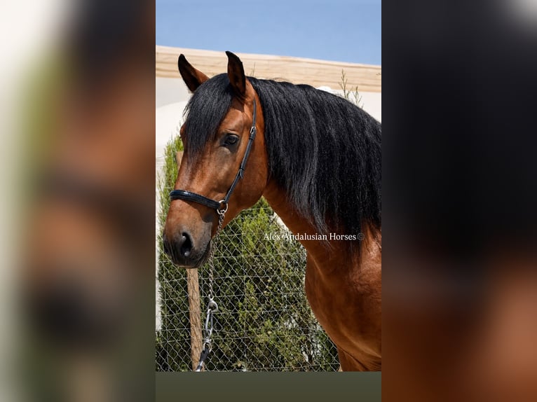 PRE Mix Hengst 4 Jaar 165 cm Bruin in Sevilla